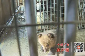 首例！十堰动物园棕熊幼崽可可爱爱过百天图片