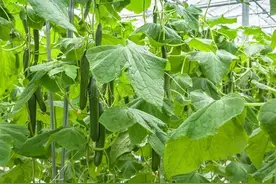 南瓜、黄瓜、丝瓜、苦瓜等，需要掐尖和打叉吗？结瓜多少就在这里图片