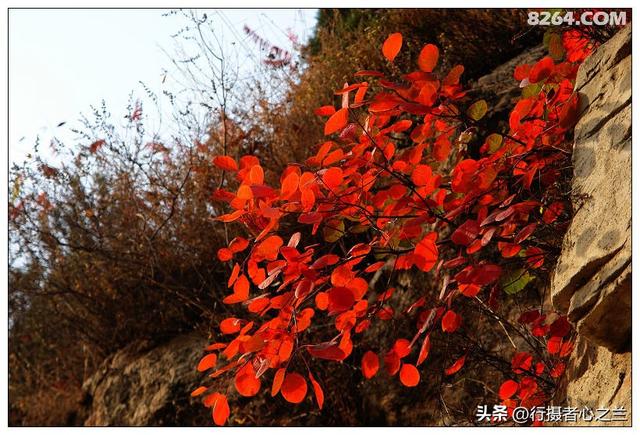 山东行游影记（19）—济南红叶谷