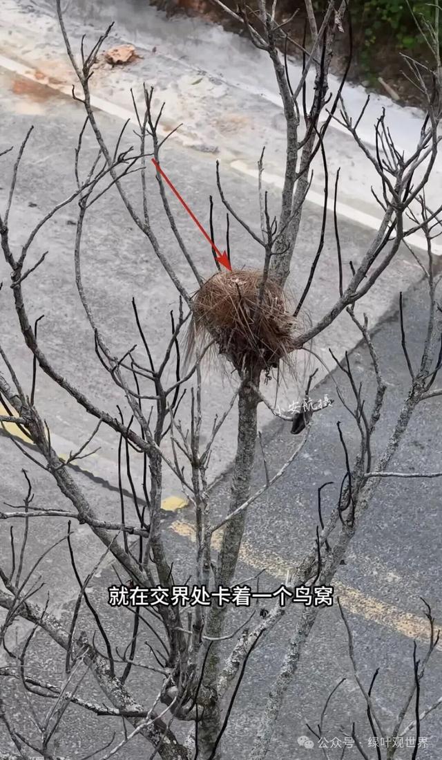 广东福建交界地带，马路界线分明，中间卡着一个鸟窝，属于哪里的