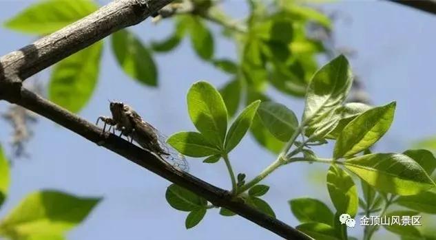 学生周末免门票！9.9元畅享四大游乐项目！登顶打卡还送年卡—2026金顶山春蝉季将于3月20日启幕！