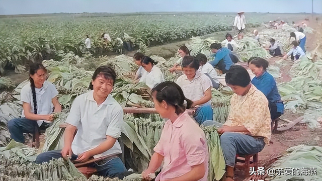 六七十年代生产队生产生活老照片，一去不返了，那段难忘的记忆！