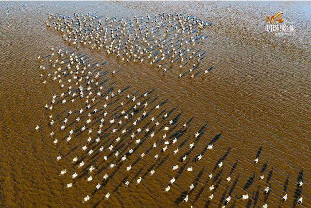 黄河入海 大美垦利 | 东营垦利观鸟贴心攻略