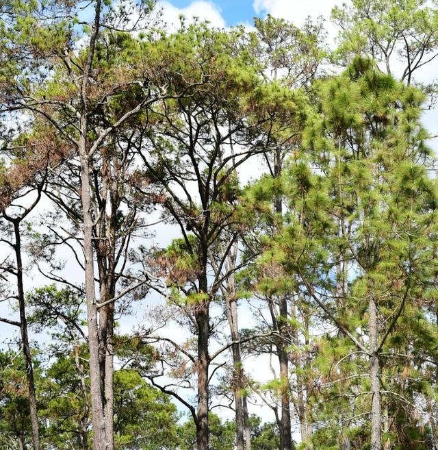 日本和美国早已禁种，中国为何依然大力种植？背后原因不简单