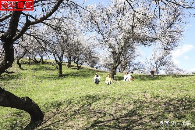 新疆伊犁：那拉提杏花绽放在山谷