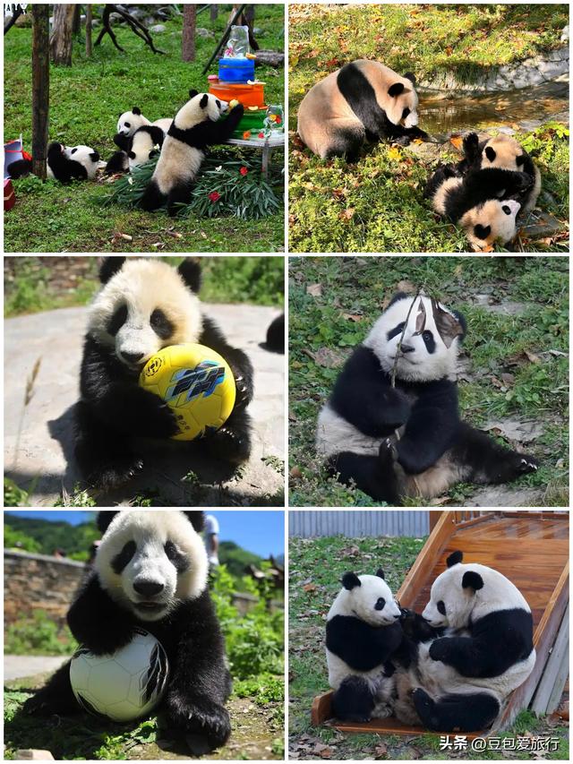 阿坝漫游记：雪山花海与羌寨古寺的十六次心动