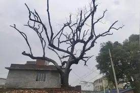 历时3年，古树死亡无人敢砍，获“死亡证明”后终于被砍了图片