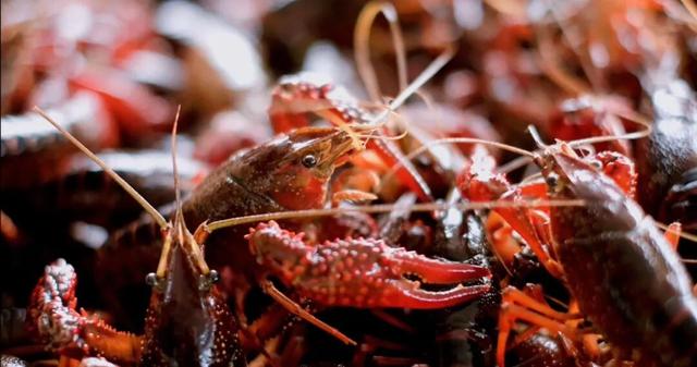 “五一”来湘东，超全游玩推荐！