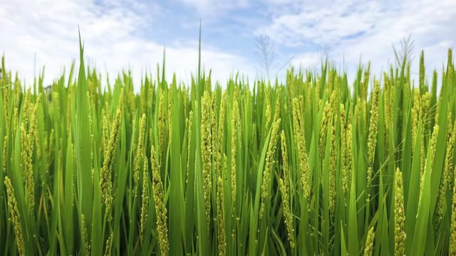 种稻人必看！水稻破口前5天埋“肥”，老农靠这招亩增200斤