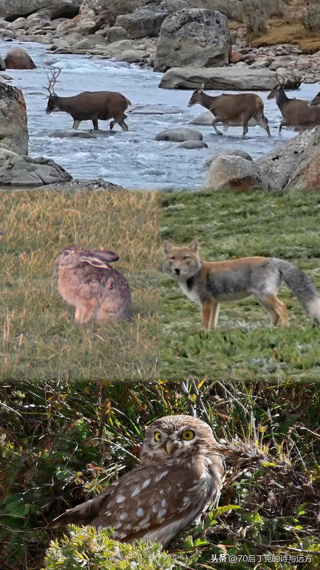 丁克夫妻用77天怒玩四川甘孜一共花了多少钱？总结来了！