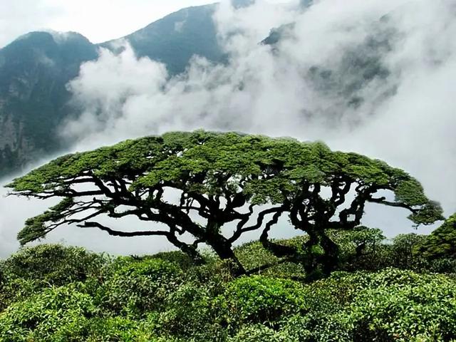 广东韶关市西北部的大瑶山