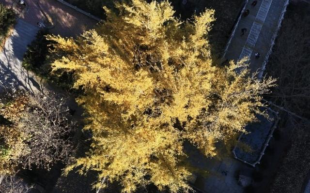 绚烂！千山木鱼庵古银杏黄了