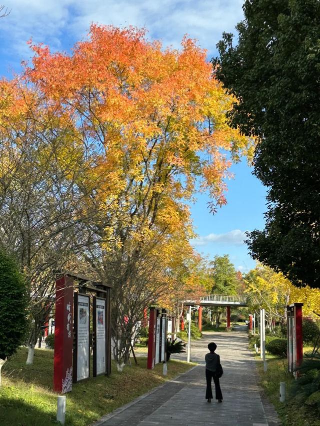 值此红黄，新蒲初冬画卷已打开！