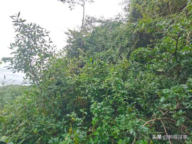 探寻龙眼山古寺遗址，一次最为艰难的野外探险之旅
