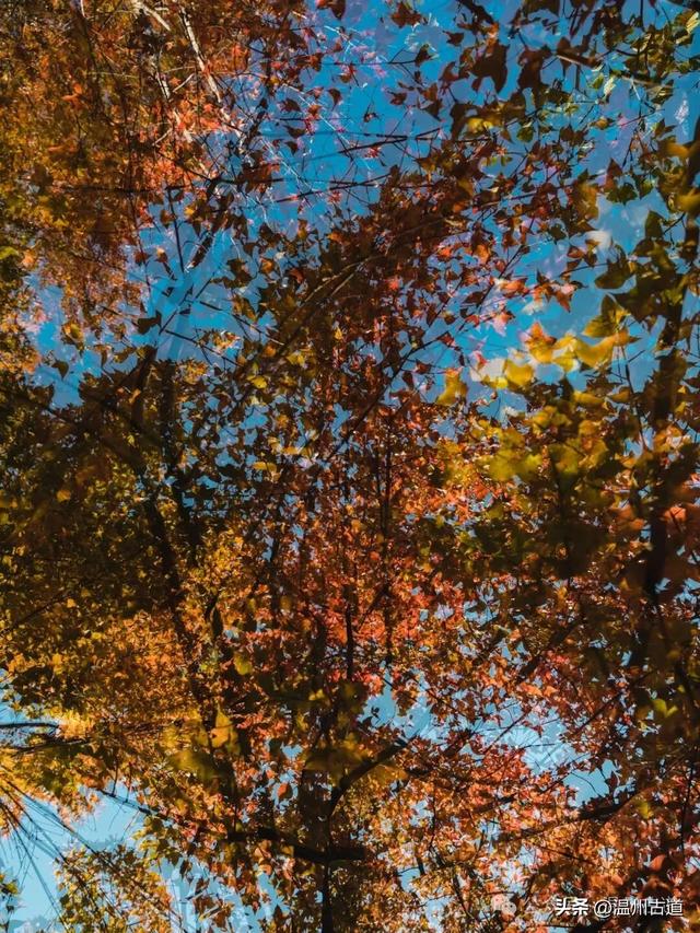 温州这两条知名红枫古道已经红啦!周末是最佳观赏期,不要错过!