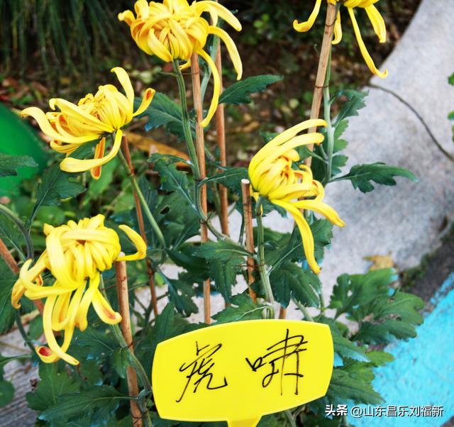 携老伴虹桥花园赏菊（上）