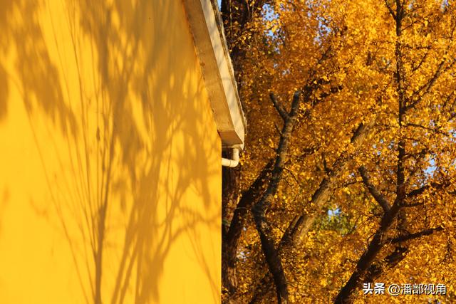 苏州石壁永慧寺，冬日金灿灿的世界，这里的古银杏和寺庙完美组合