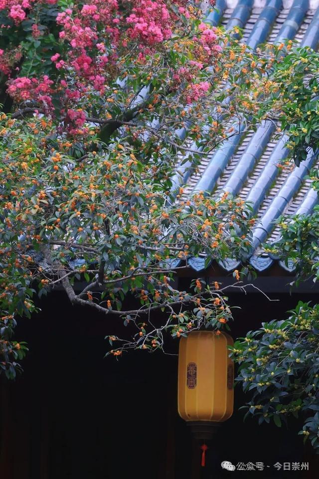 崇州新品“香氛”已上线，隔着屏幕都闻到了香味