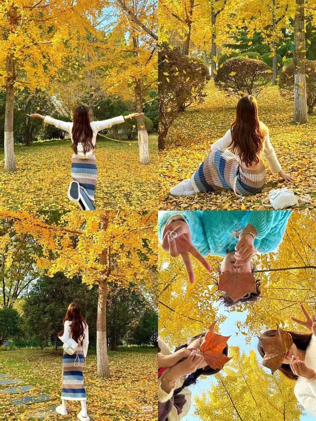 最适合拍银杏的地方！ 临沂十个0元打卡点，抓住今年最后的金色风暴！