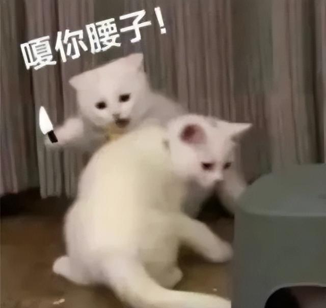 40万人花1500万，只为做一场“春梦”？