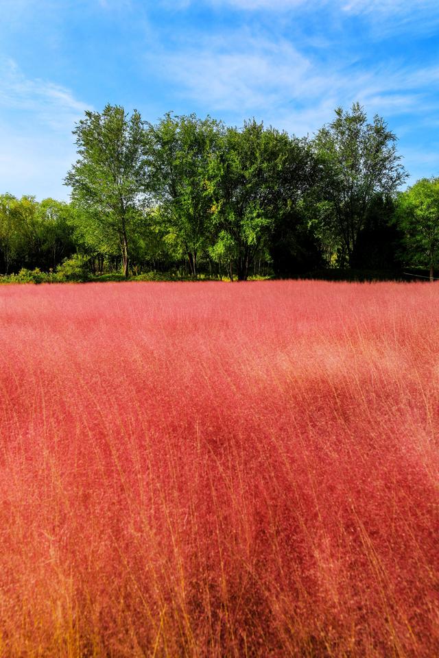 来啊！抓住粉黛小尾巴，错过再等一年！