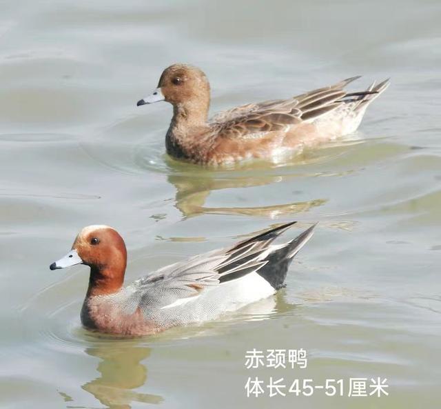 快乐的25/26深圳湾候鸟季