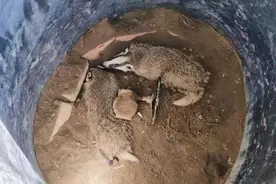 两只长着“猪嘴”的野生动物坠井，吉木萨尔民警出手搭救图片