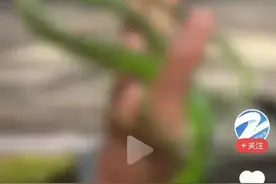笑哭！广西熊孩子抓蛇带到学校，本以为是悲伤故事，笑死在评论区图片