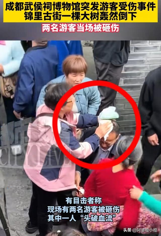 突发！武侯祠百年古柳轰然倒伏，两名游客被砸送医，现场细节曝光