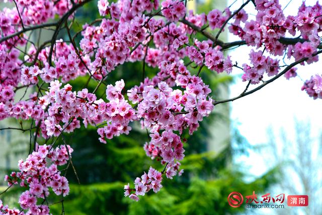 赴春约！赏花正当时，来渭南邂逅浪漫春光（组图）