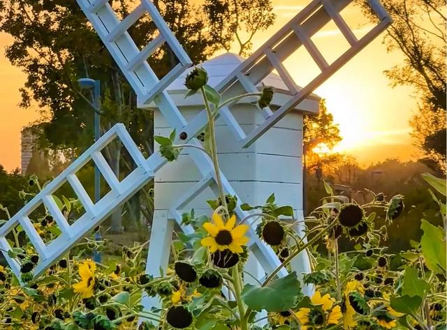 上海秋冬宝藏公园清单!8个免费治愈地,赏秋拍照两不误