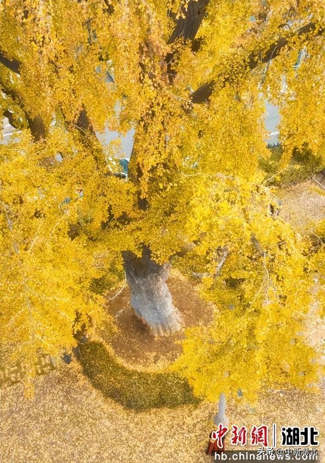 来汉阳解锁最有含金量的秋日玩法