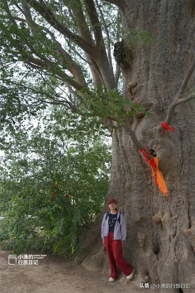 陕西古树，真的“封神”了！