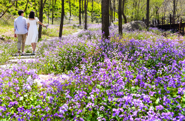 一次门票钱，免费一整年！潍坊5A级景区惠民年卡上线！