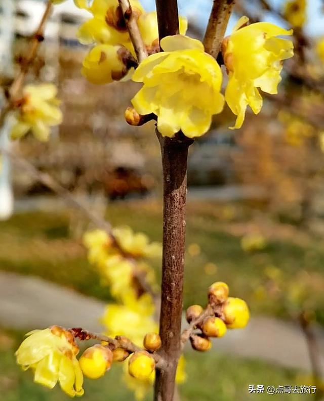 成都超大规模腊梅花，30000余株，不要门票，百年老桩更是惊艳！