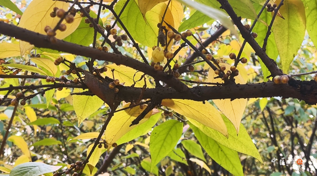 城建靓区 | “冬日限定”已上线！内江市中区这抹“甜城暗香”太治愈了