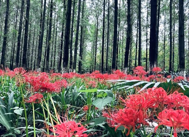 成都市区彼岸花，花开成海，不要门票，地铁公交直达！