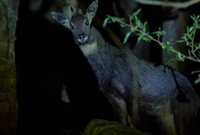 我竟然发现，唐家河红叶居然如此好看！