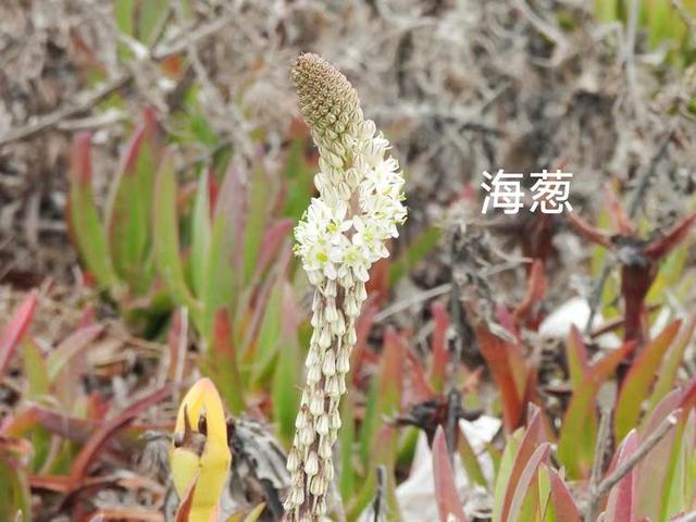 游览葡萄牙的罗卡角
