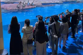 今天 | 全新亮相！去动物园看企鹅喽~图片
