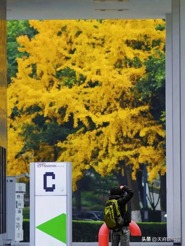 天府软件园银杏黄了！除了网红树，绝美风景即将上线