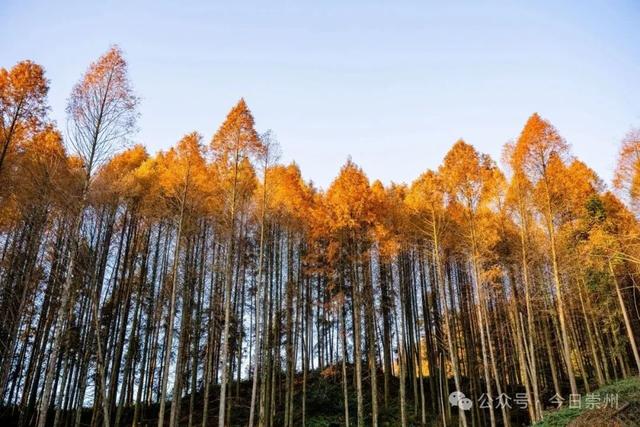 崇州彩林天花板🤩🤩🤩谁还没去过？