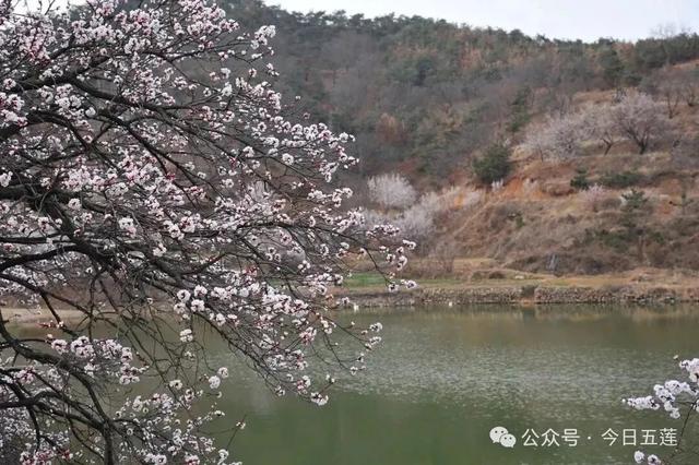 接下来的五莲，是这样的……