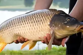 世界最有营养的10种淡水鱼图片