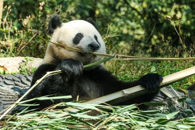 和大熊猫贴贴这一块，雅安还是太权威了！