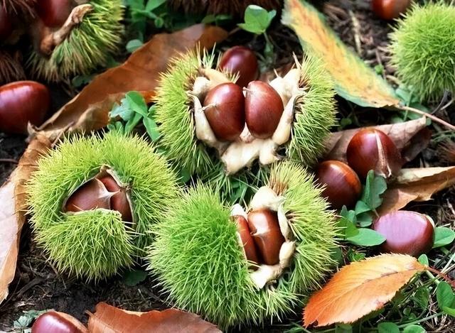 山东人古法过冬大赏