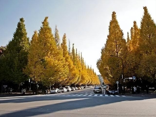 TADA东京美术塾| 懒人福利篇｜东京市内随时打卡红叶景点TOP10