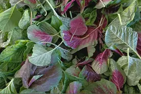 四月刺笕菜“带刺宝根”火了！老辈人用它煲汤祛湿，现在挖最滋补图片