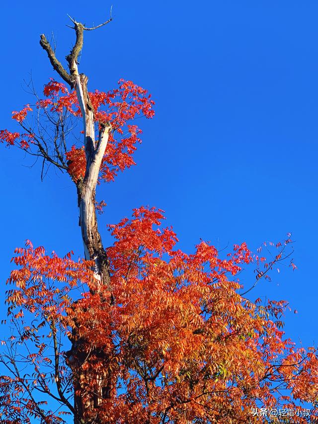 秋霜寒，秋叶艳，秋林醉，在家乡小城，邂逅一场姗姗来迟的秋景
