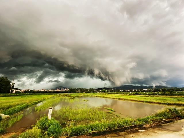 今日出伏，老话“出伏雨淋头，寡妇要发愁”，出伏下雨有啥预兆？
